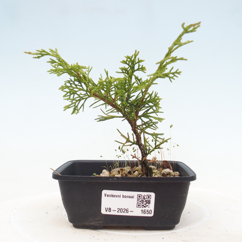 Bonsai für draußen - Juniperus chinensis Itoigawa