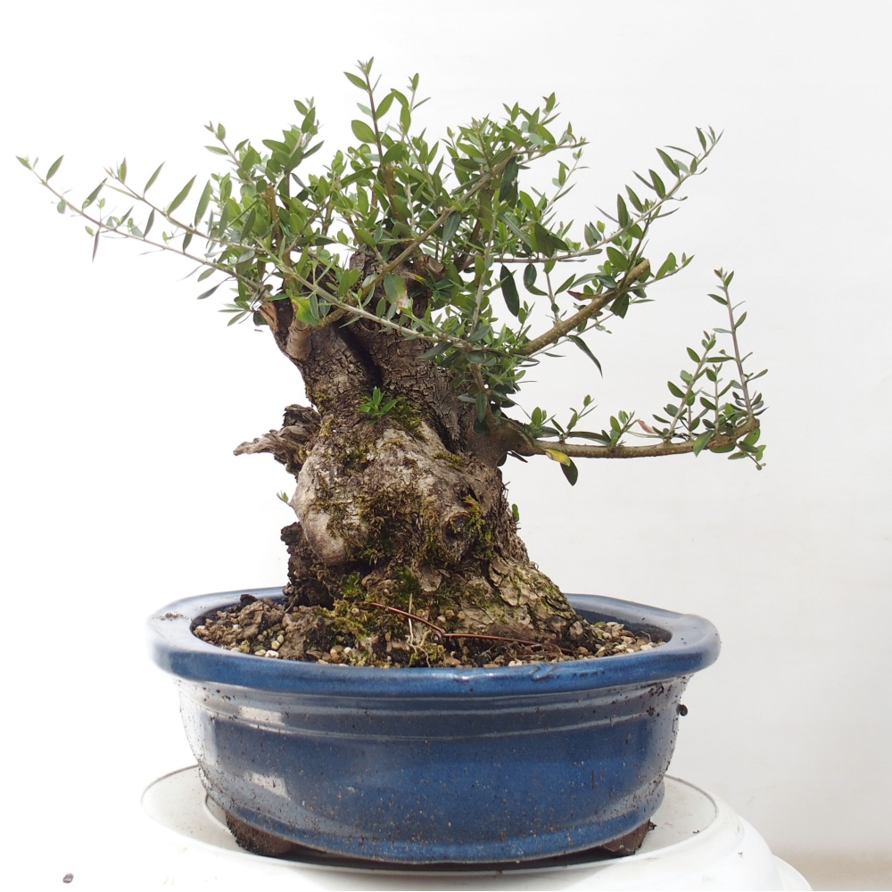 Zimmerbonsai - Olea europaea sylvestris
