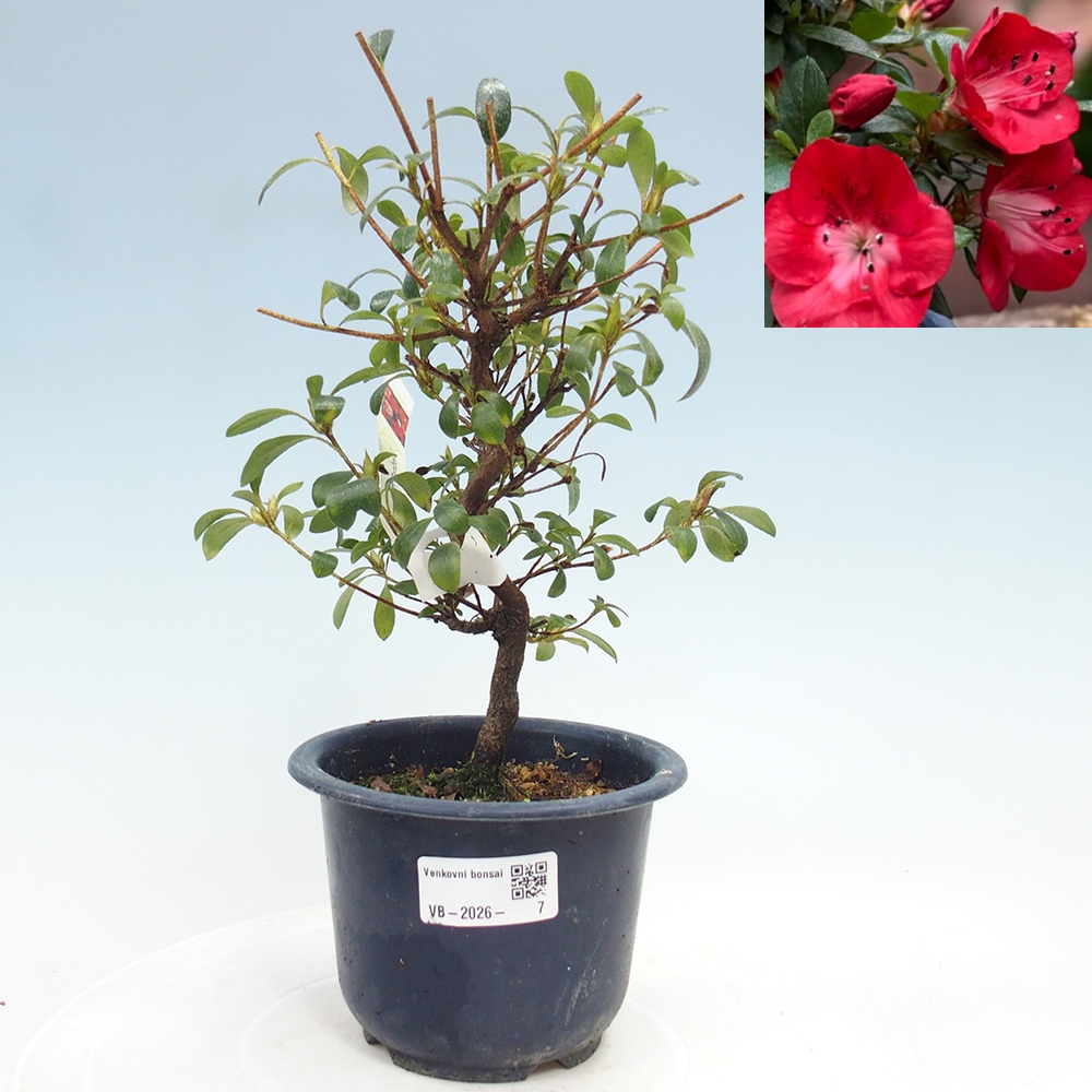 Bonsai für draußen - Japanische Azalee - Azalea Benibeni