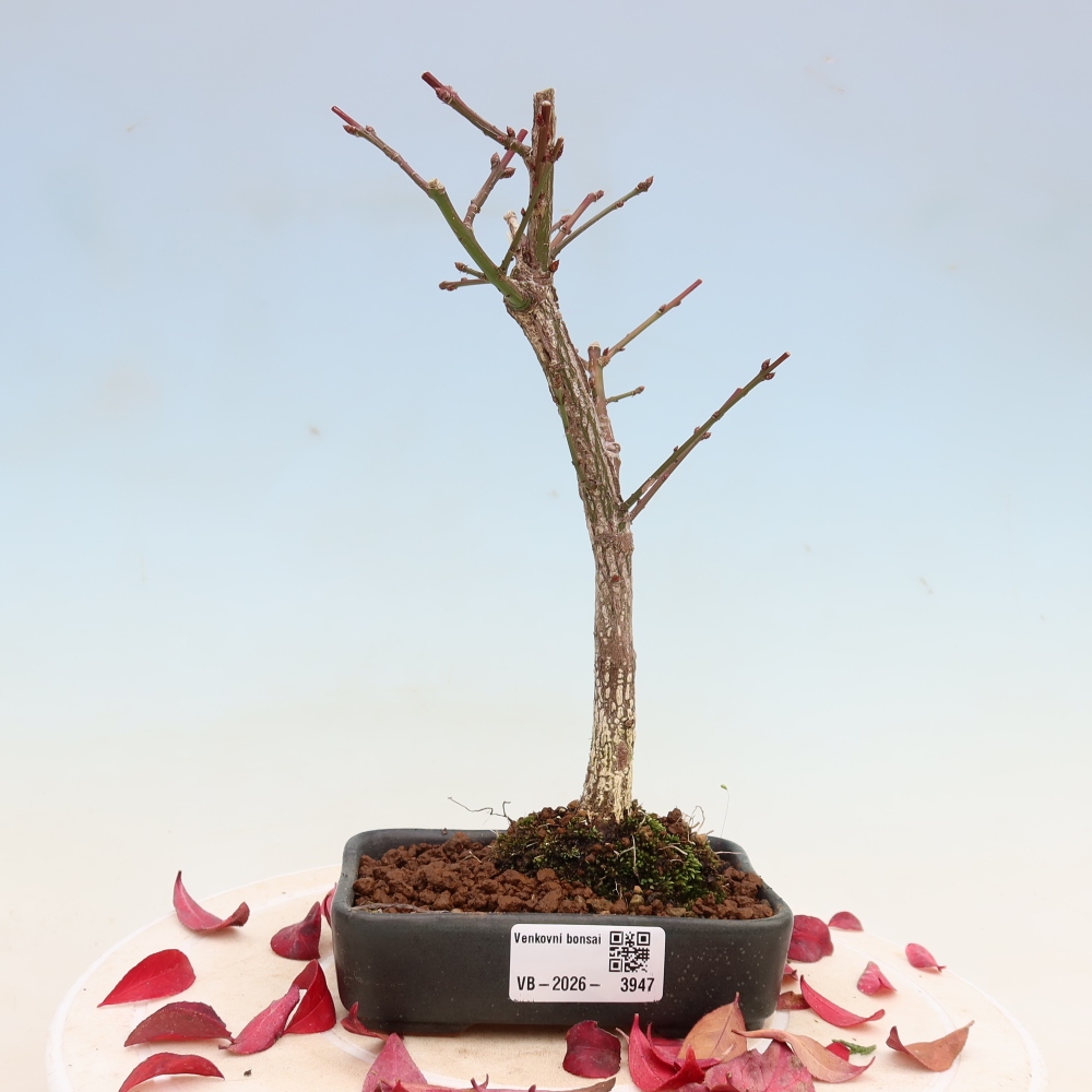 Bonsai für den Außenbereich – Euonymus alatus comactus – Flügel-Spindelstrauch