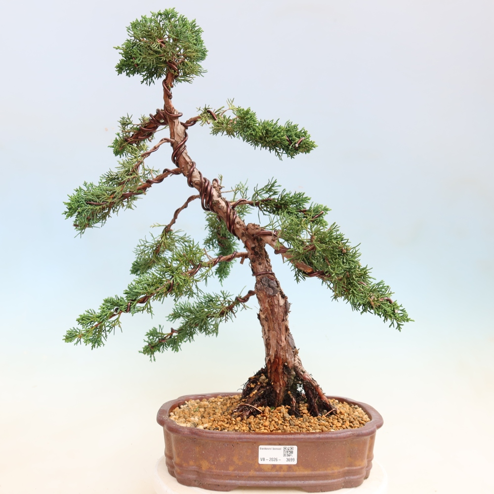 Bonsai für draußen - Juniperus chinensis Kishu