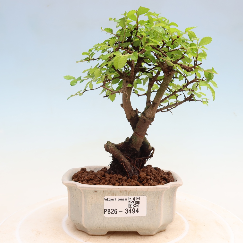 Zimmerbonsai - Ulmus parvifolia - Kleinblättrige Ulme