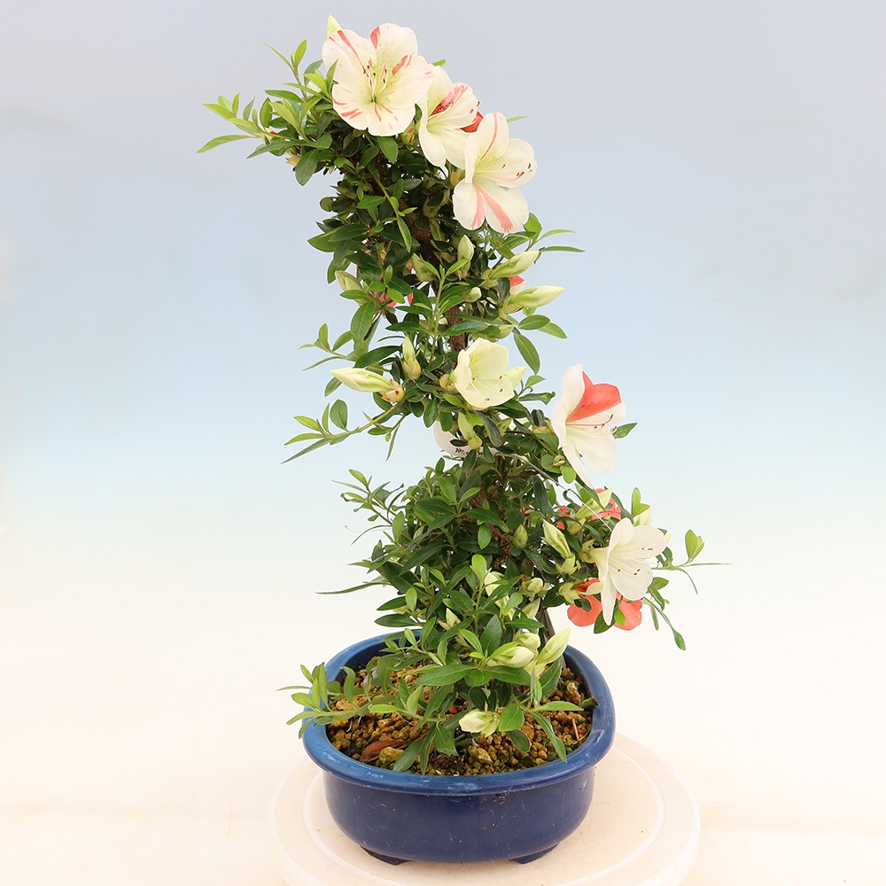Bonsai für draußen - Japanische Azalee - Azalee Asahi-no-izumi