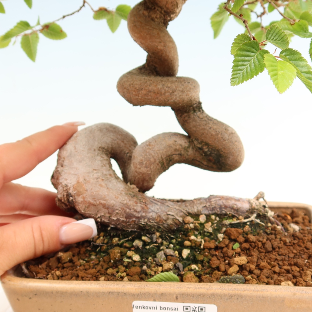 Bonsai für draußen - Karpinus Coreana - Koreanische Hainbuche