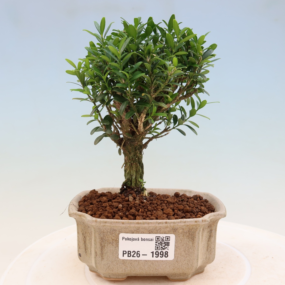 Zimmer Bonsai - Buxus harlandii - Korkbuxus