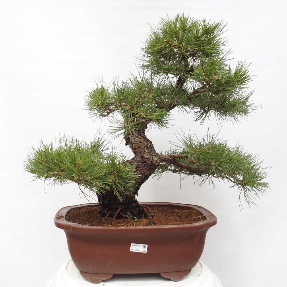Bonsai für draußen - Pinus thunbergii - Thunberg-Kiefer