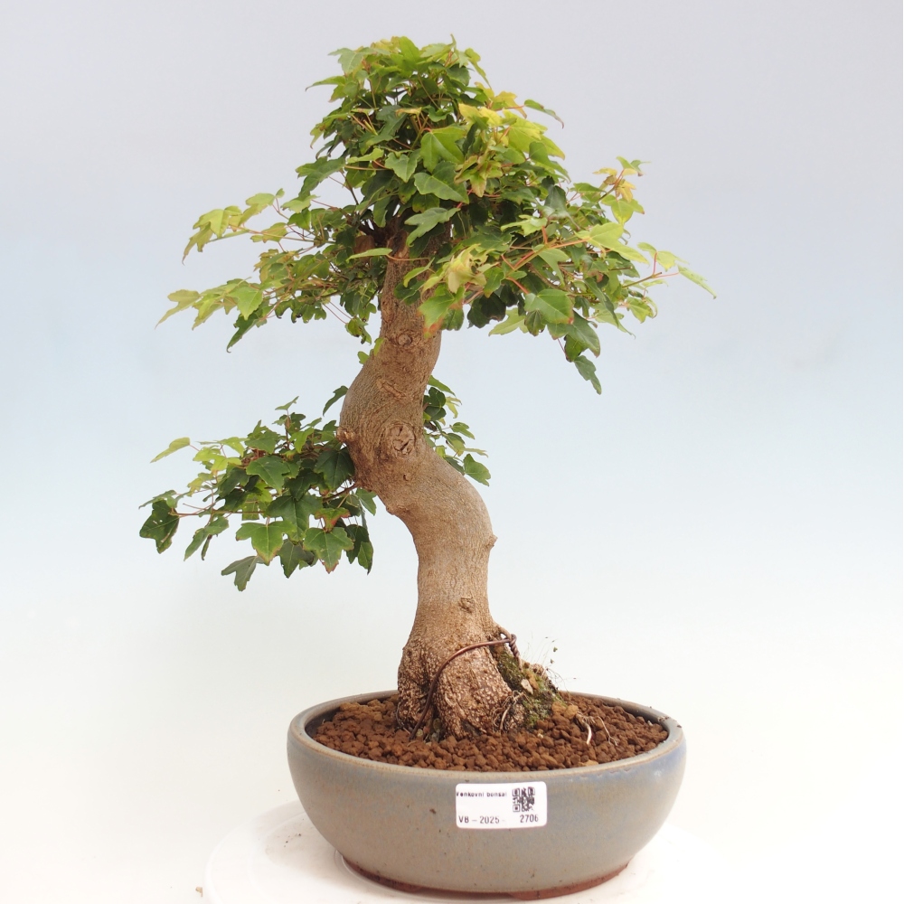 Bonsai für draußen - Acer Buergerianum - Bergahorn