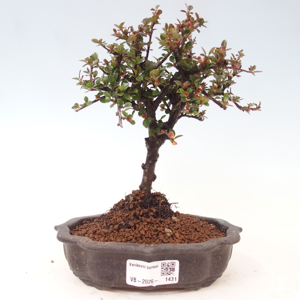 Bonsai für draußen - Cotoneaster horizontalis - Rocky Mountain