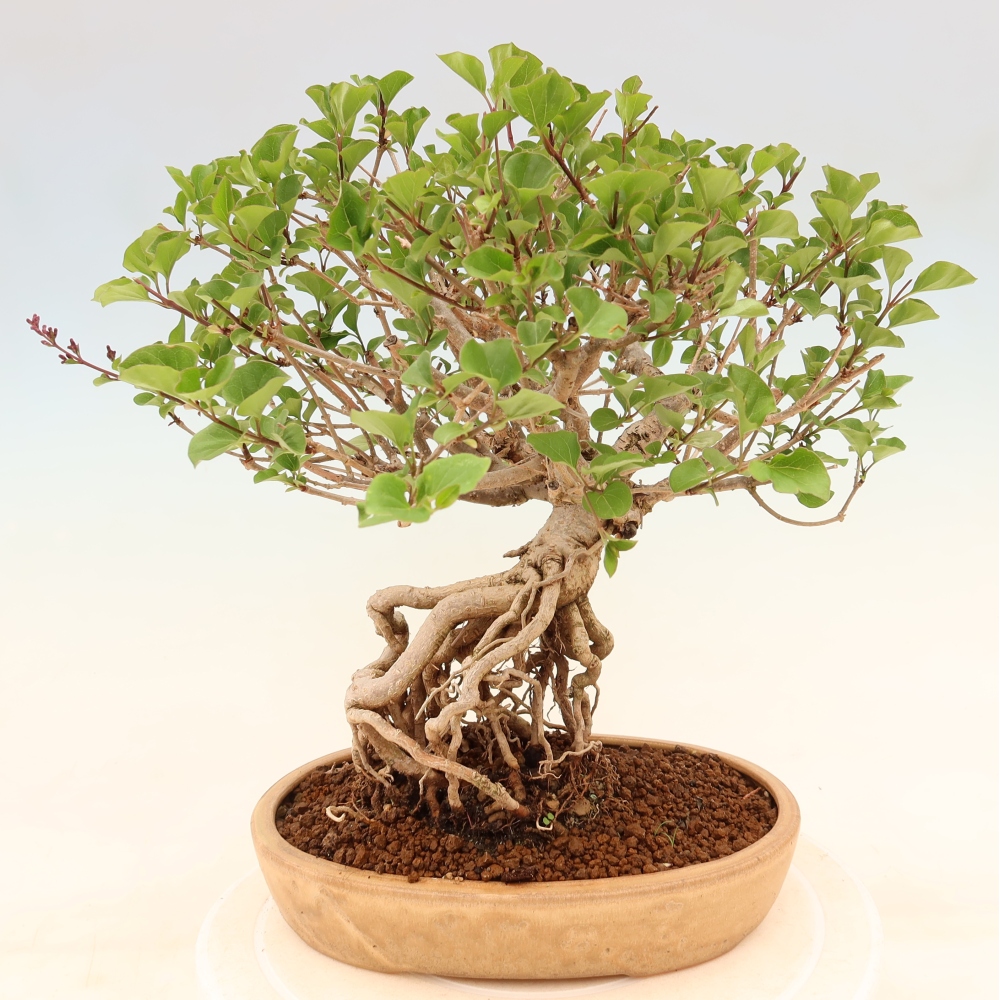 Bonsai für draußen - Syringa microphylla - Kleinblütiger Flieder