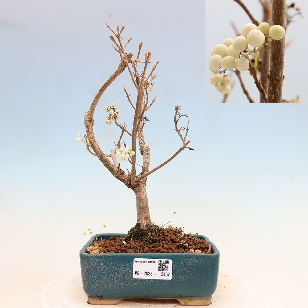 Bonsai für den Außenbereich – Callicarpa bodinieri „Snowqueen“ – Schönfrucht
