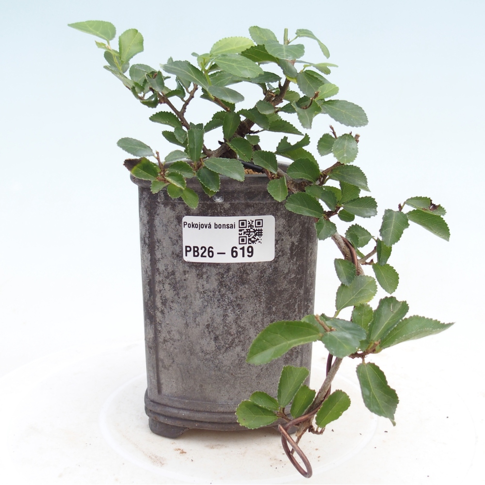 Zimmerbonsai - Grewia occidentalis - Lavendel Seestern