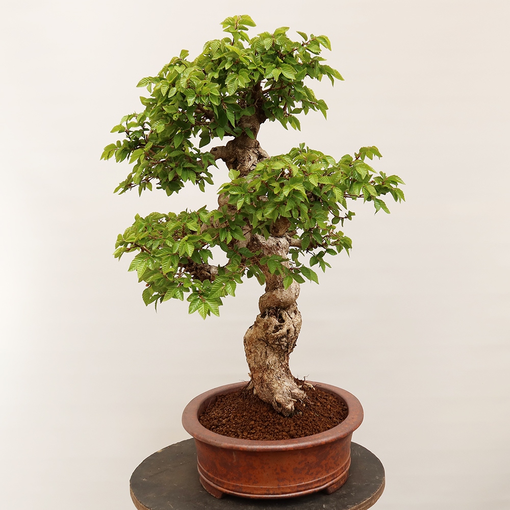 Bonsai für draußen - Karpinus Coreana - Koreanische Hainbuche