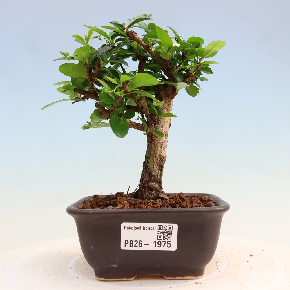 Zimmer-Bonsai - Carmona macrophylla - Tee-Fuki