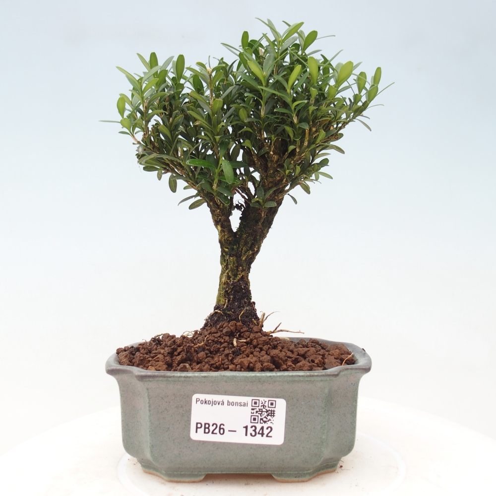 Zimmer Bonsai - Buxus harlandii - Korkbuxus