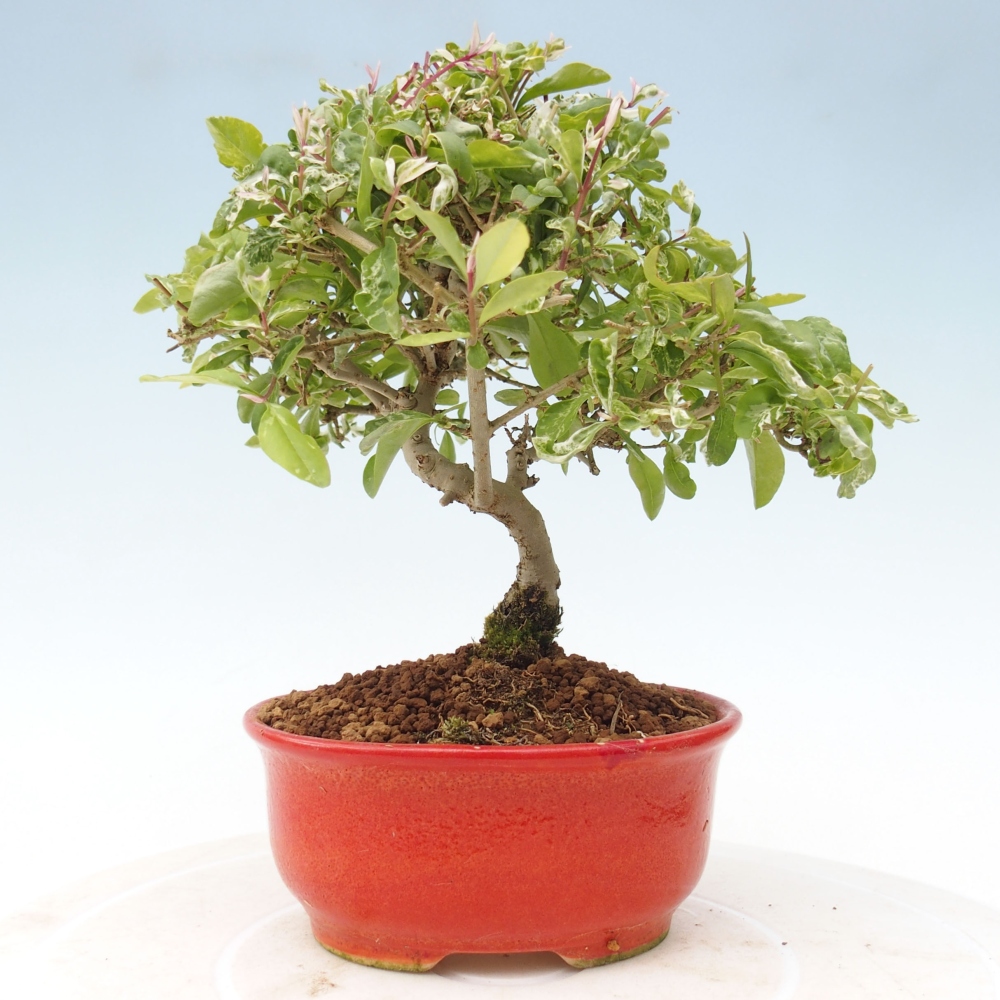 Bonsai für draußen - Ligustrum obtusifolium