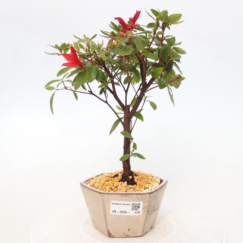 Bonsai für draußen - Japanische Azalee - Azalea sp.