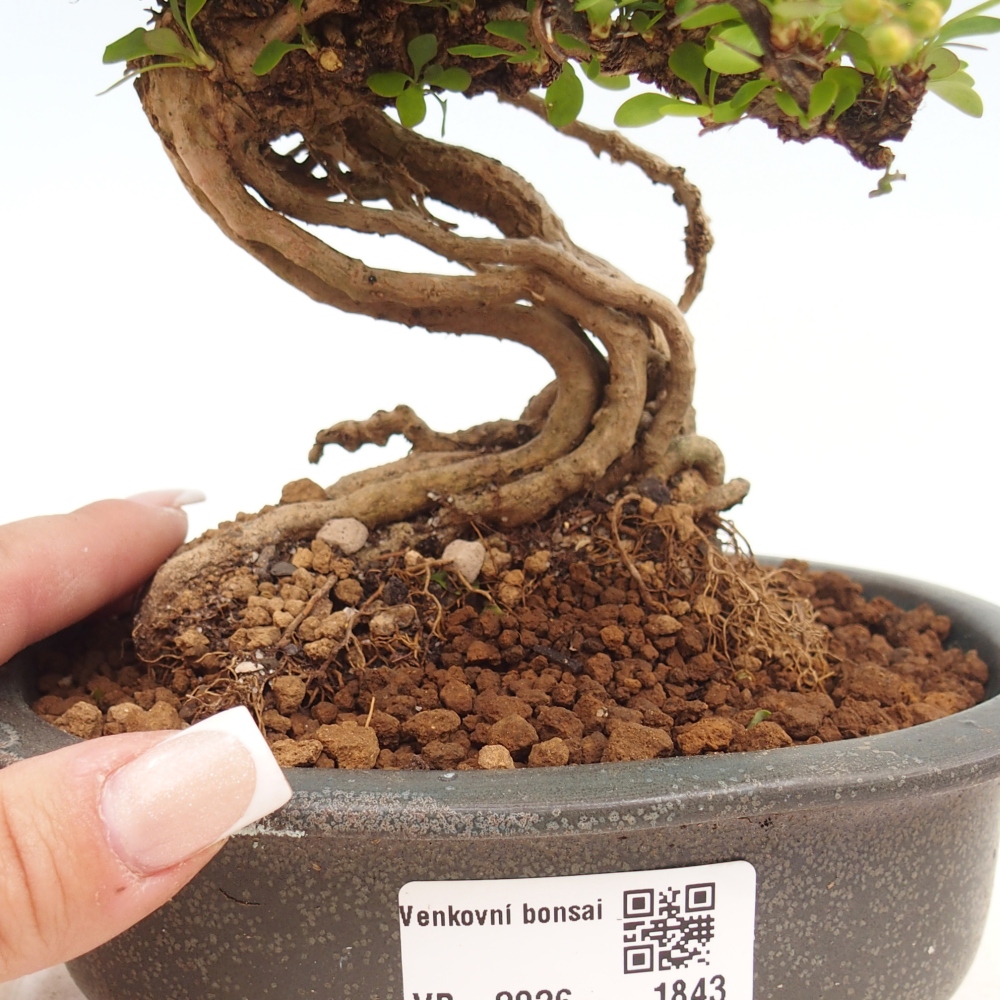 Bonsai für draußen - Berberis coreana