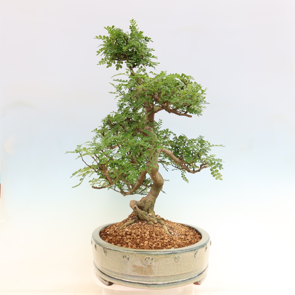 Zimmer Bonsai - Zantoxylum piperitum - Pfefferbaum