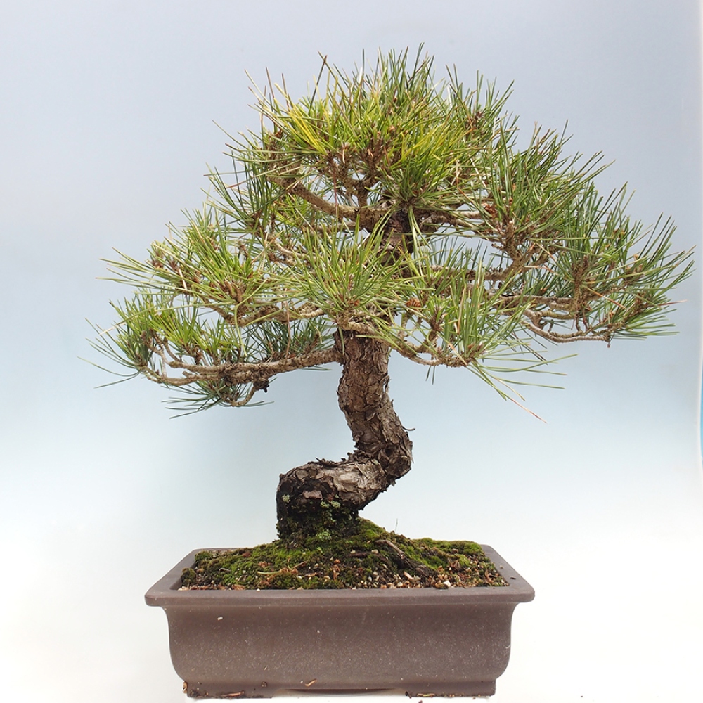 Bonsai für draußen - Pinus thunbergii - Thunberg-Kiefer