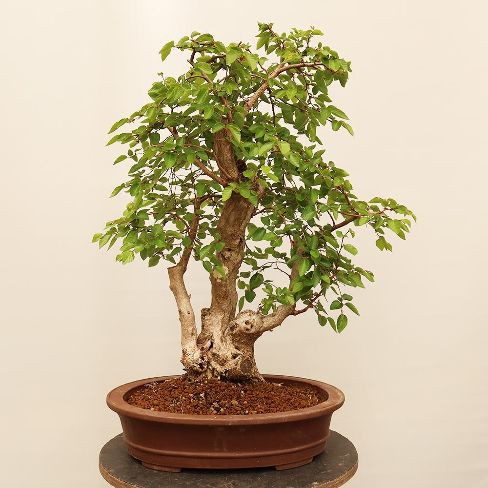 Bonsai für draußen - Karpinus Coreana - Koreanische Hainbuche