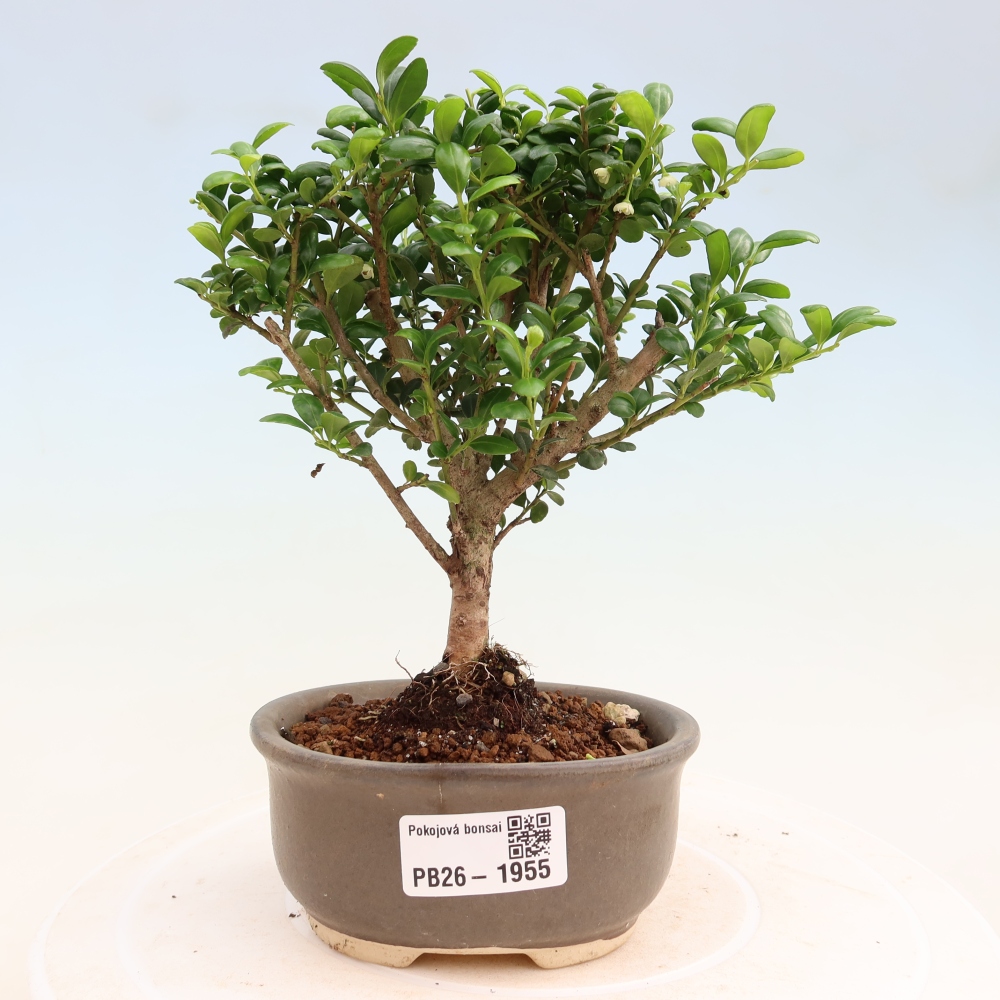 Zimmer Bonsai - Ilex crenata - Stechpalme
