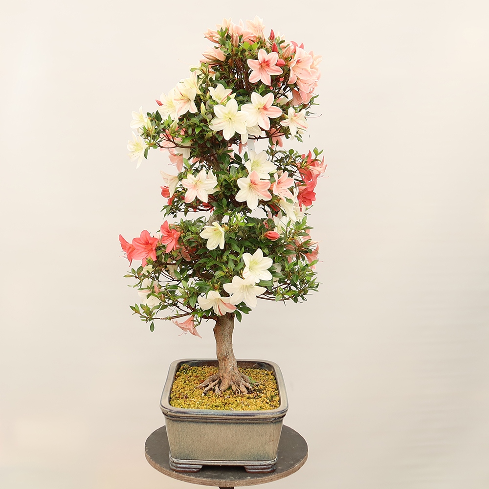 Bonsai für draußen - Japanische Azalee - Azalee Saishun