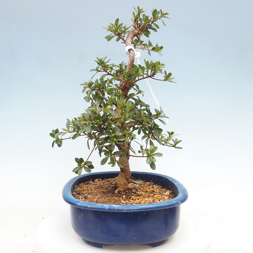 Bonsai für draußen - Japanische Azalee - Azalee Asahi-no-izumi