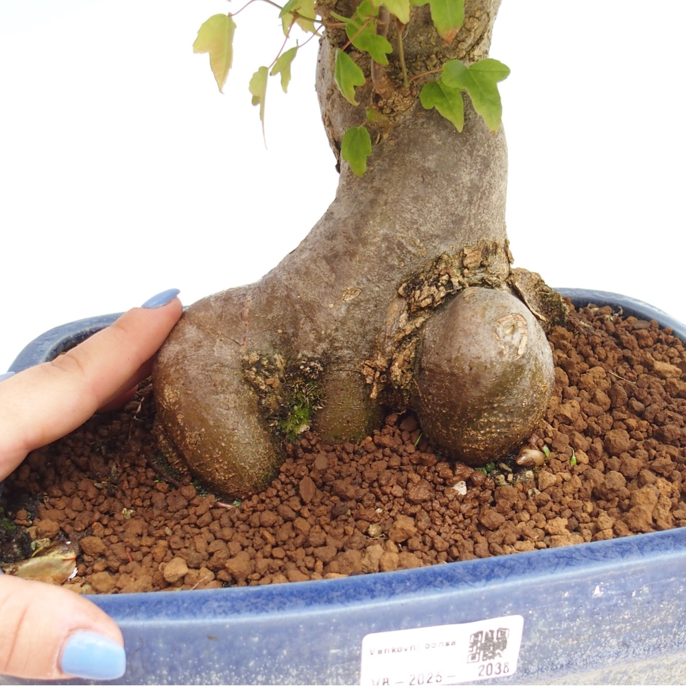 Bonsai für draußen - Acer Buergerianum - Bergahorn