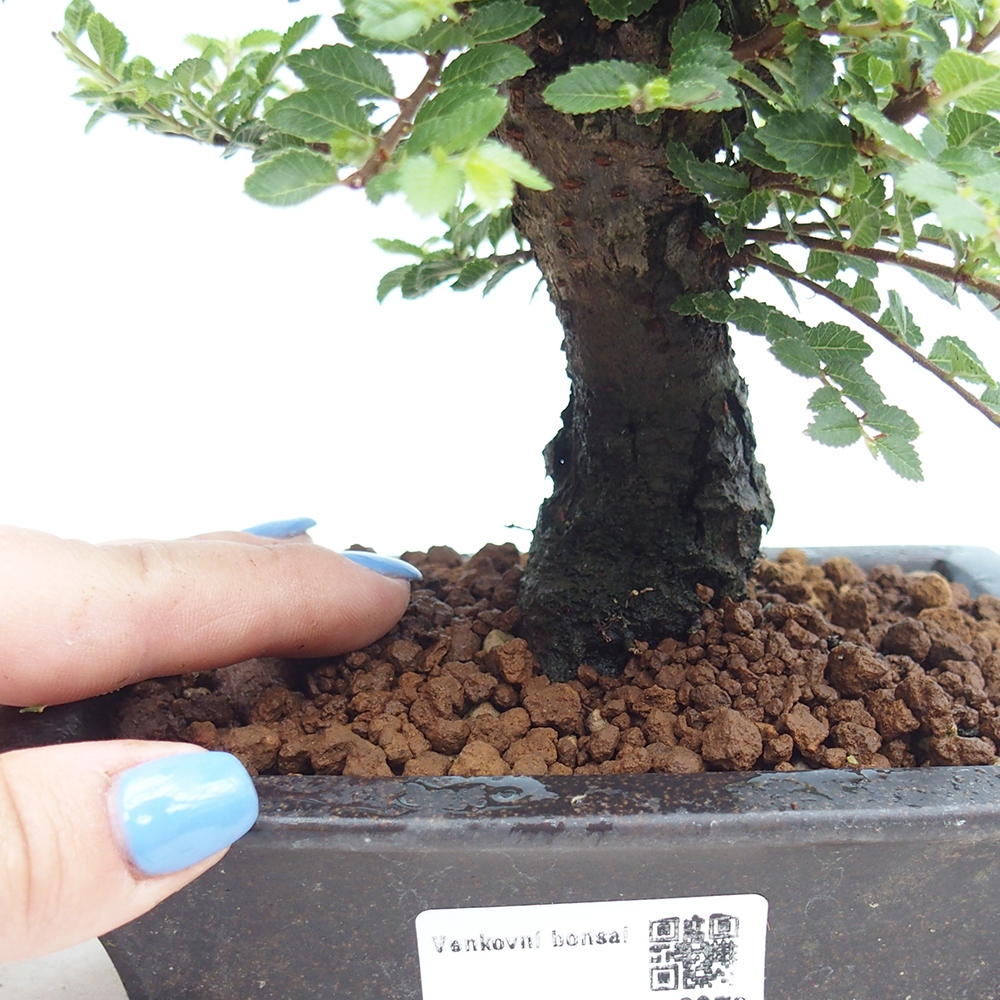 Bonsai für draußen - Ulmus parvifolia Hokkaido - Chinesische Ulme