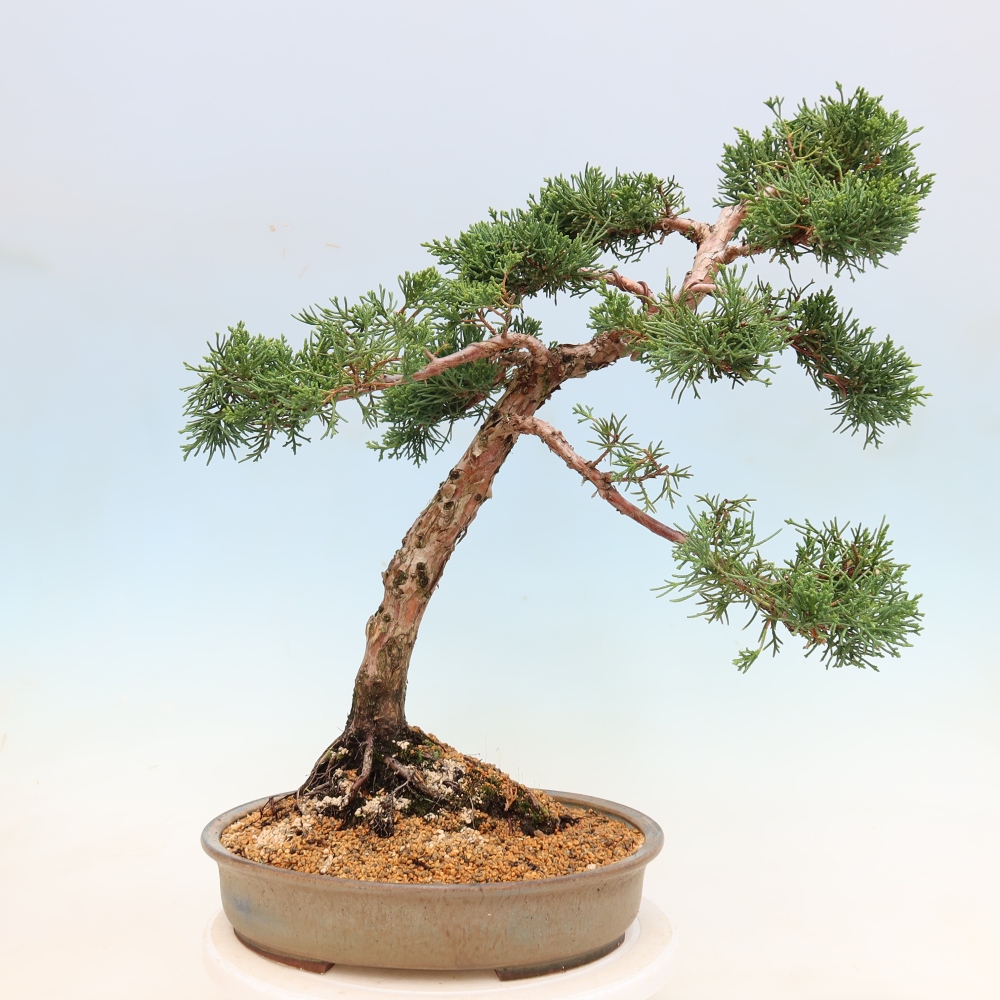 Bonsai für draußen - Juniperus chinensis Kishu