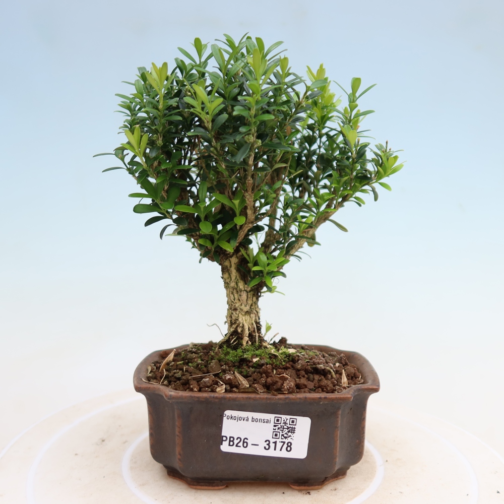 Zimmer Bonsai - Buxus harlandii - Korkbuxus