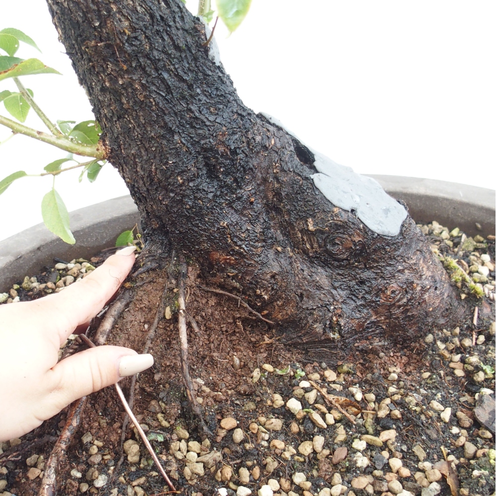 Bonsai für draußen - Mahalebka - Prunus mahaleb