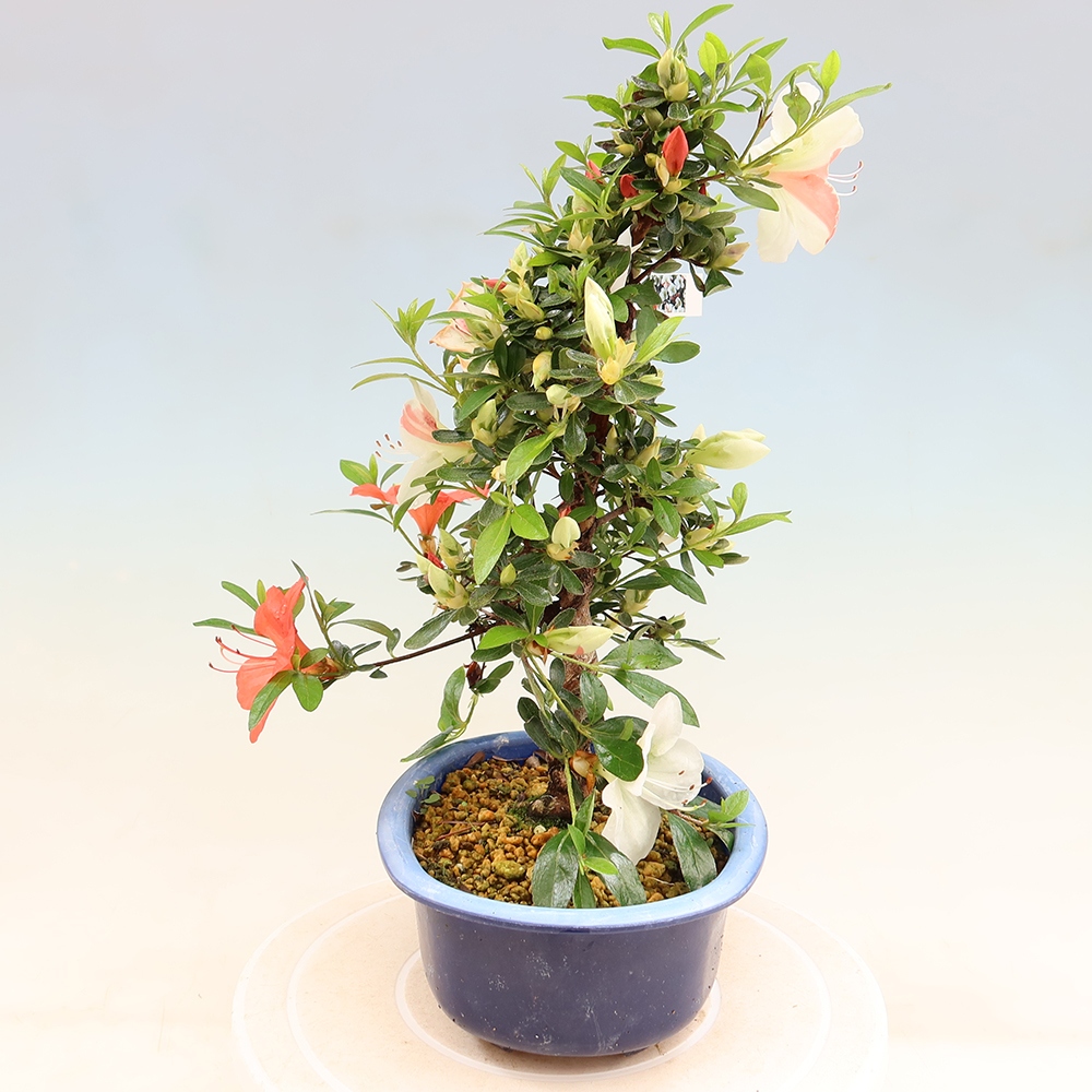 Bonsai für draußen - Japanische Azalee - Azalee Asahi-no-izumi