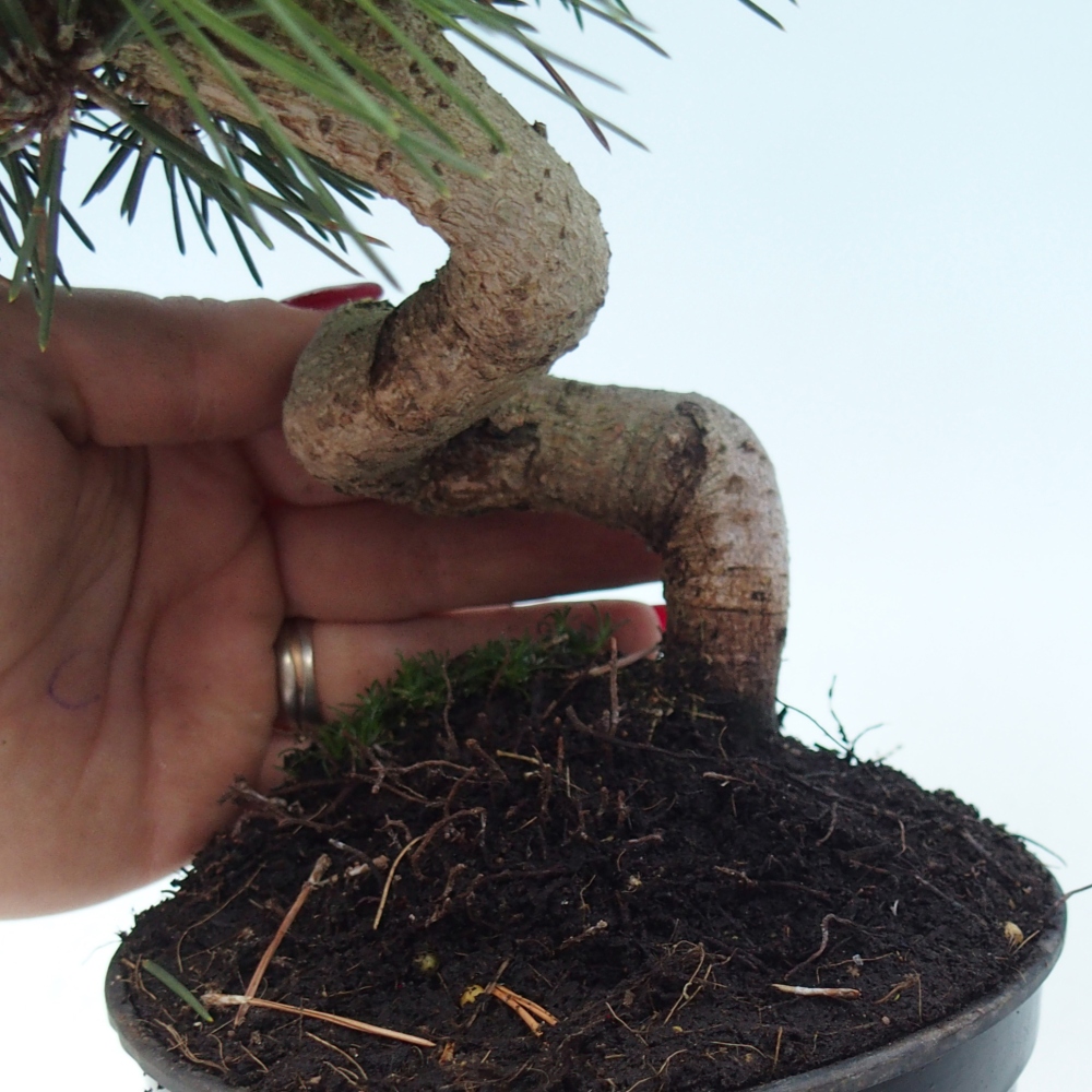 Bonsai für draußen - Pinus thunbergii senjyumaru - Thunberg-Kiefer