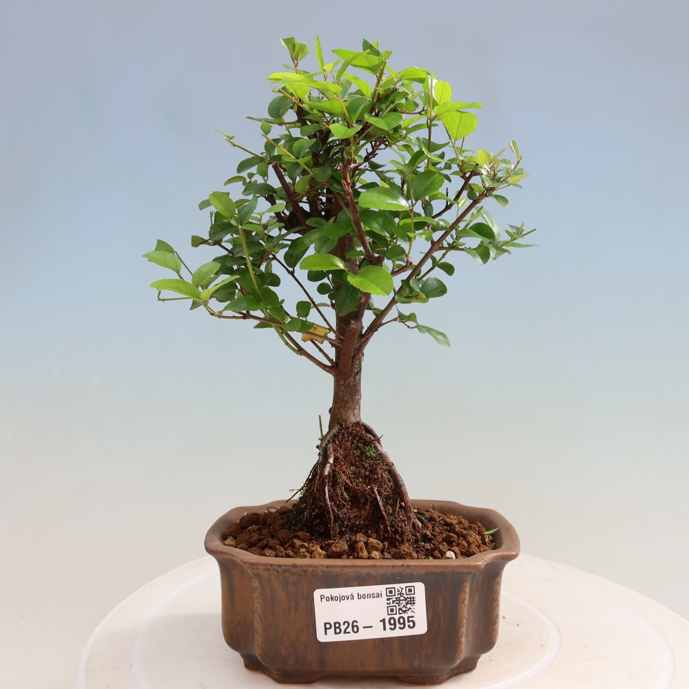 Zimmer Bonsai - Sageretia thea - Sageretia thea