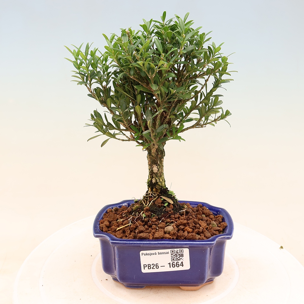 Zimmer Bonsai - Buxus harlandii - Korkbuxus