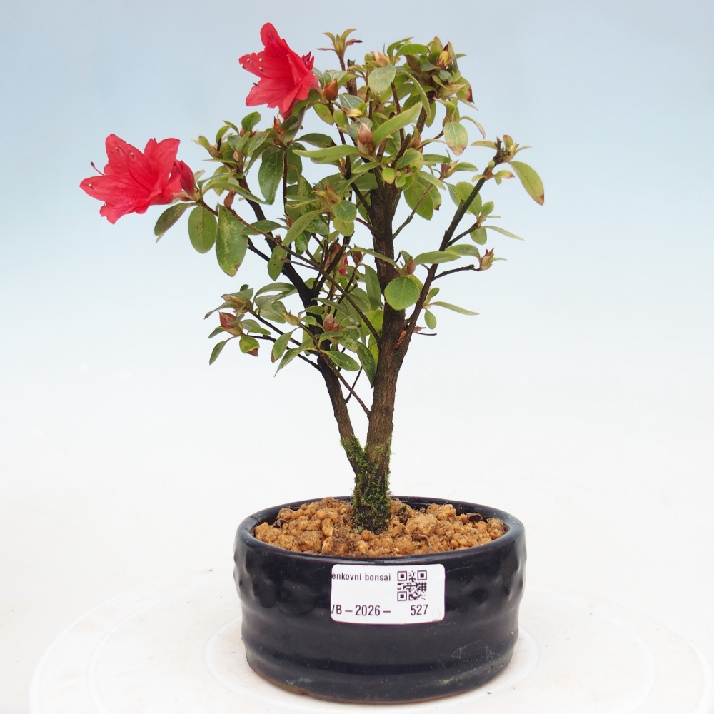 Bonsai für draußen - Japanische Azalee - Azalea sp.