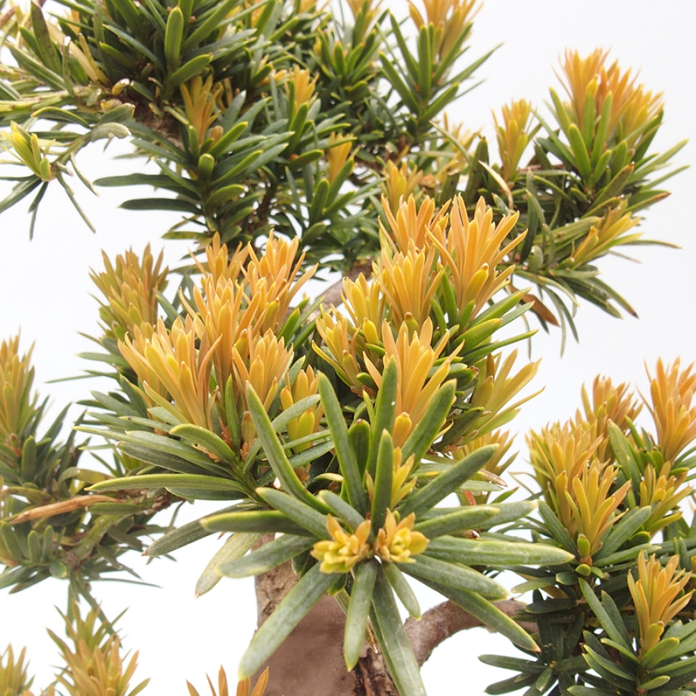 Bonsai für draußen - Taxus cuspidata - Japanische Eibe