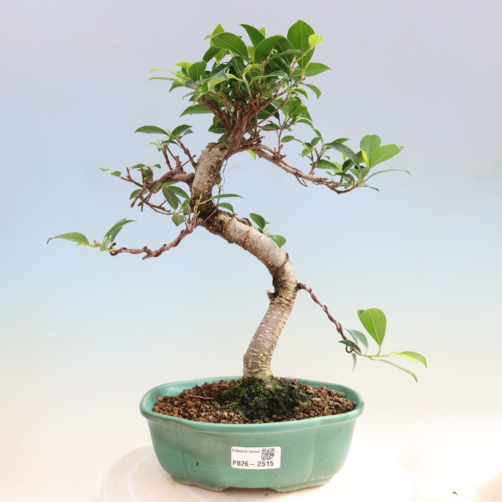 Zimmerbonsai - Ficus retusa - Kleinblättriger Ficus
