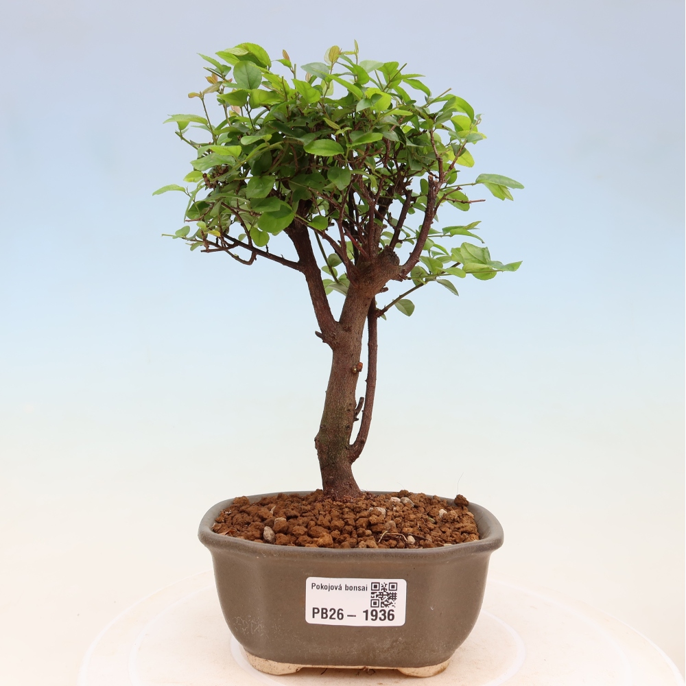 Zimmer Bonsai - Sageretia thea - Sageretia thea