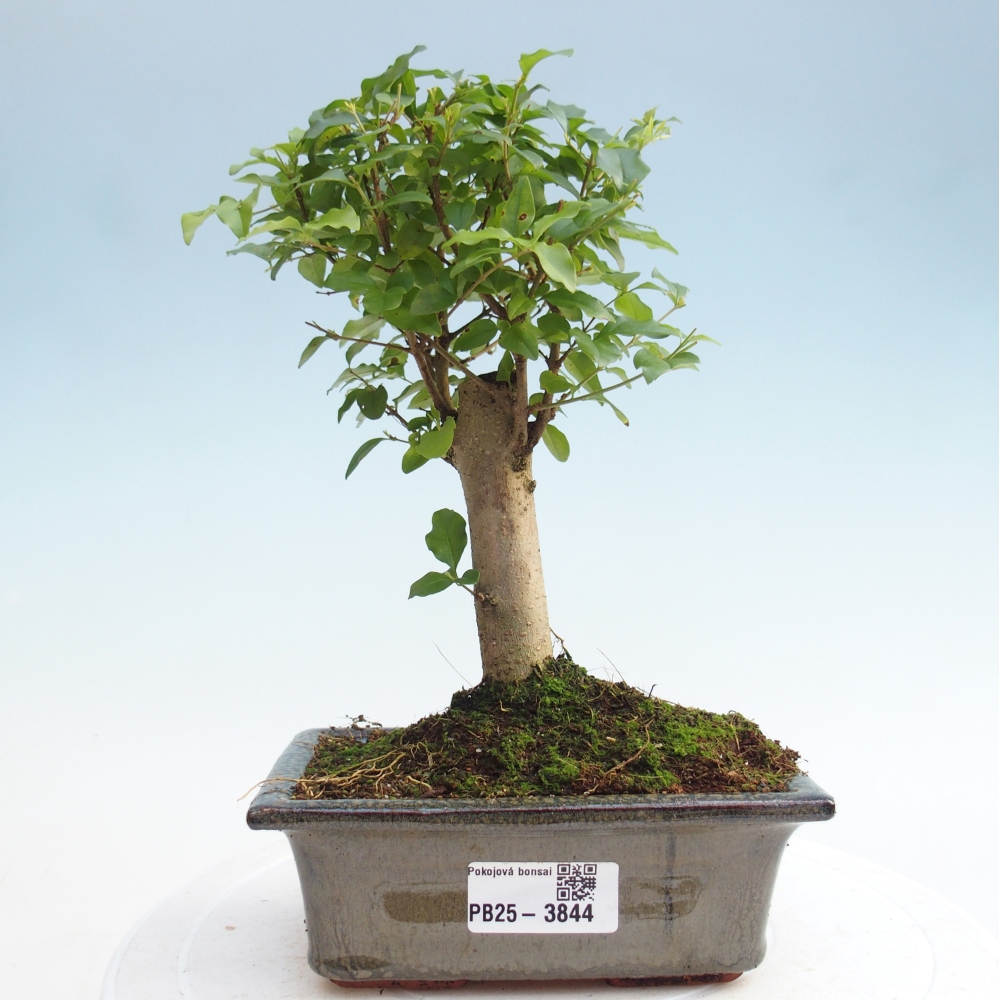 Zimmer Bonsai -Ligustrum chinensis - Vogelschnabel
