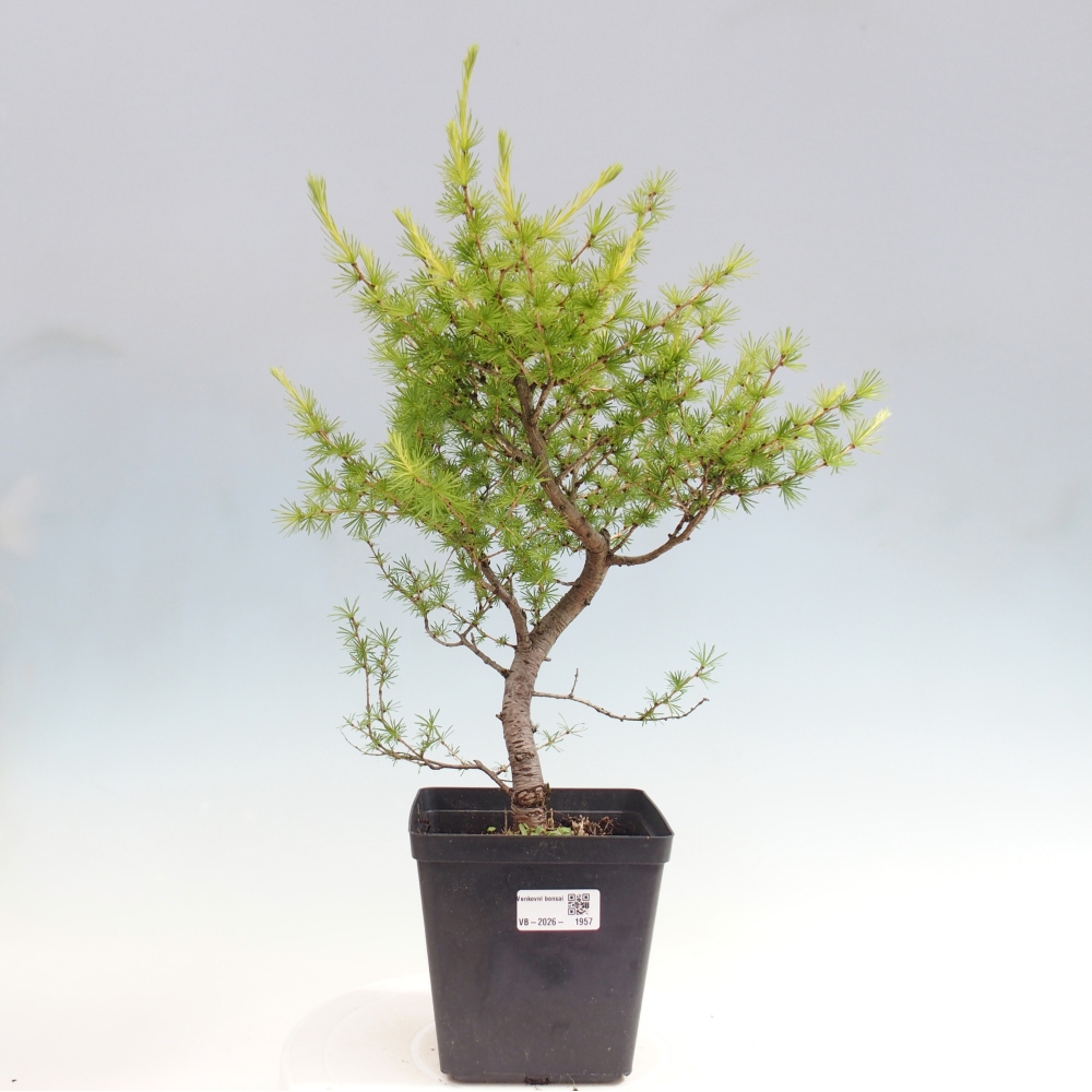 Bonsai für draußen -Larix decidua - Lärche