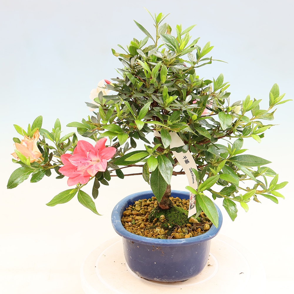 Bonsai für draußen - Japanische Azalee - Azalee Senhime