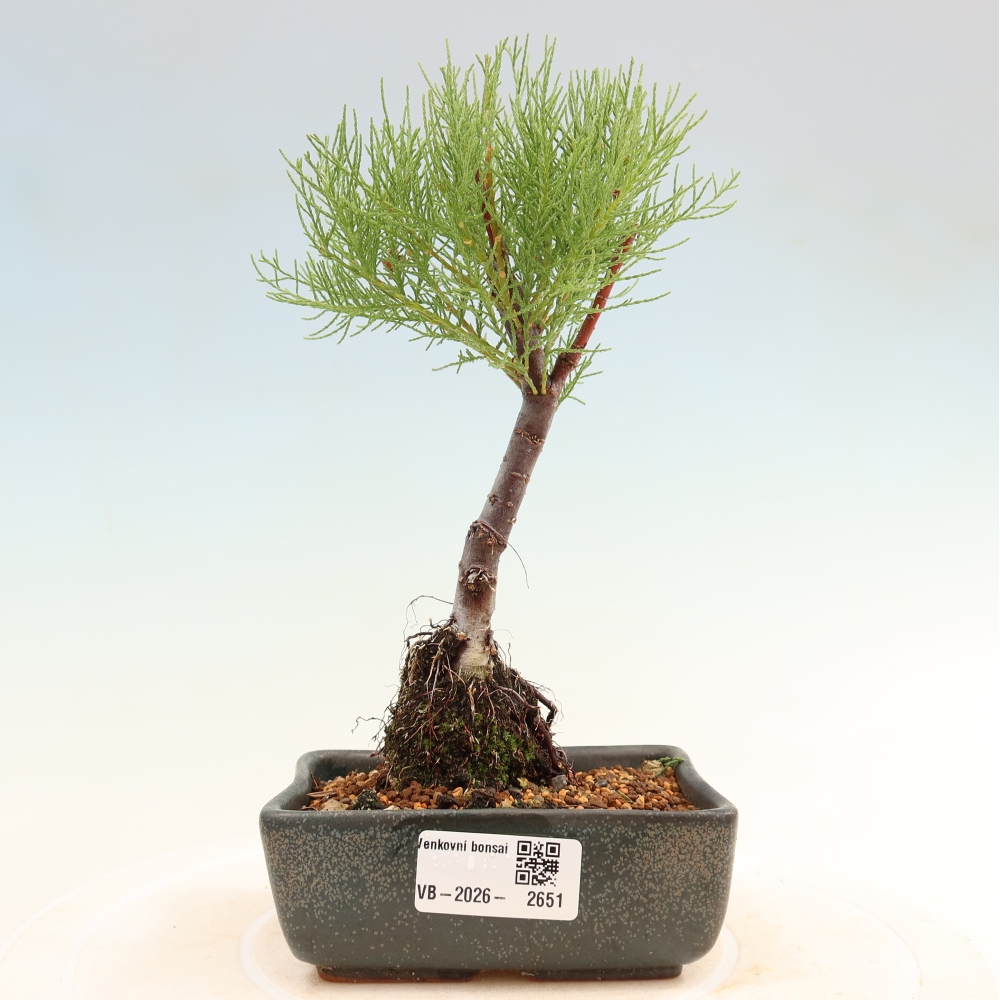 Bonsai für draußen - Tamariske - Tamarix