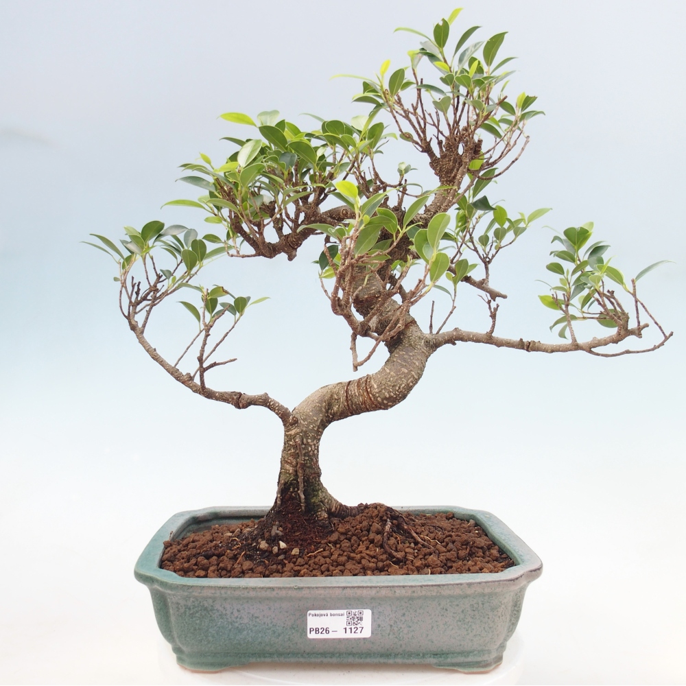Zimmerbonsai - Ficus kimmen - Kleinblättriger Ficus