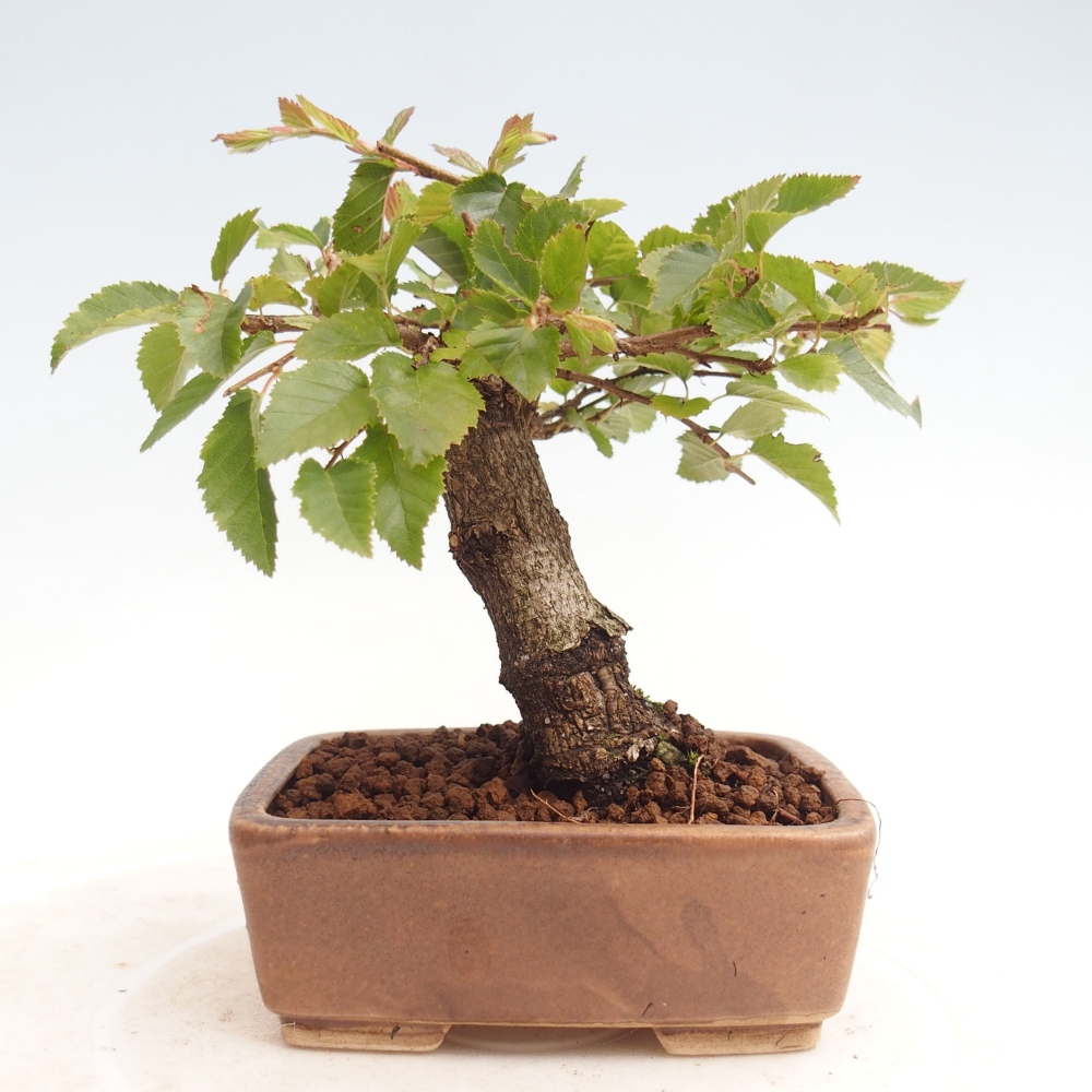 Bonsai für draußen -Carpinus CARPINOIDES - Koreanische Hainbuche