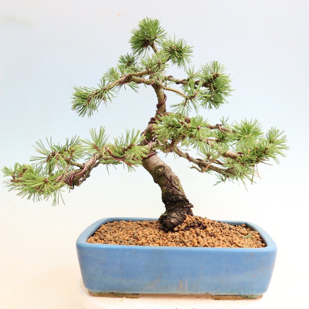 Bonsai für den Außenbereich – Pinus mugo Humpy – Zwergkiefer