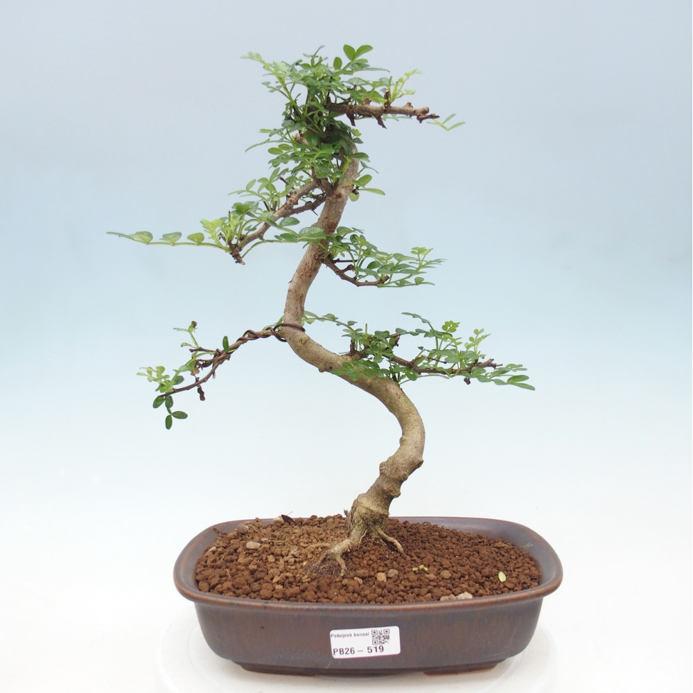 Zimmer Bonsai - Zantoxylum piperitum - Pfefferbaum