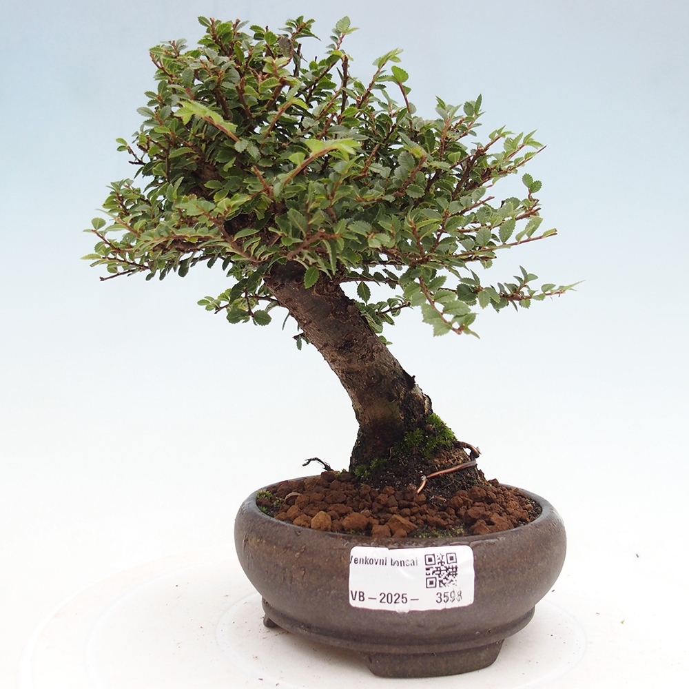 Bonsai für draußen - Ulmus parvifolia Hokkaido - Chinesische Ulme