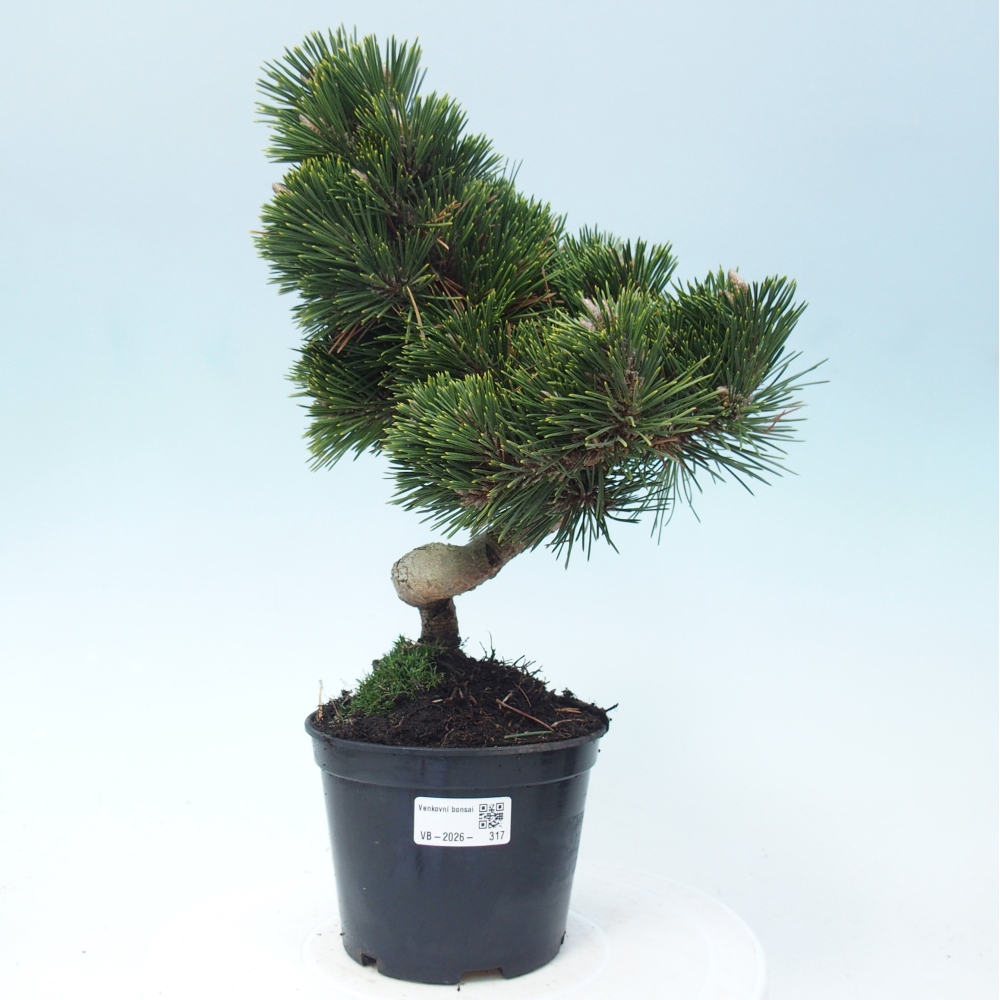 Bonsai für draußen - Pinus thunbergii senjyumaru - Thunberg-Kiefer